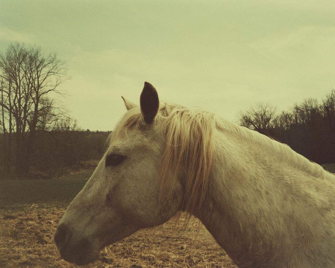 Close-up shot of a white horse with a light blonde mane in a field with a tree line under a pale, cloudy sky on an overcast day.