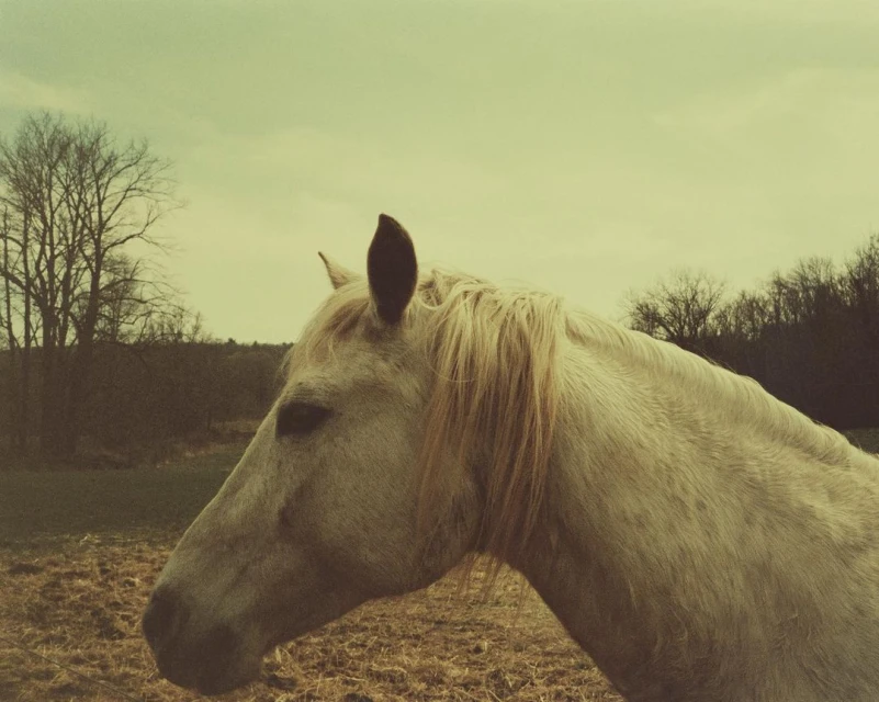 Close-up shot of a white horse with a light blonde mane in a field with a tree line under a pale, cloudy sky on an overcast day.