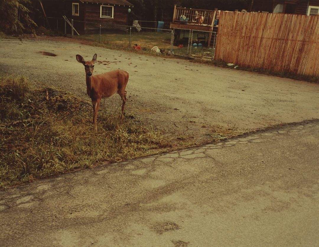 A deer stands at the edge of a road near a grassy patch, with buildings and a fence visible in the background.