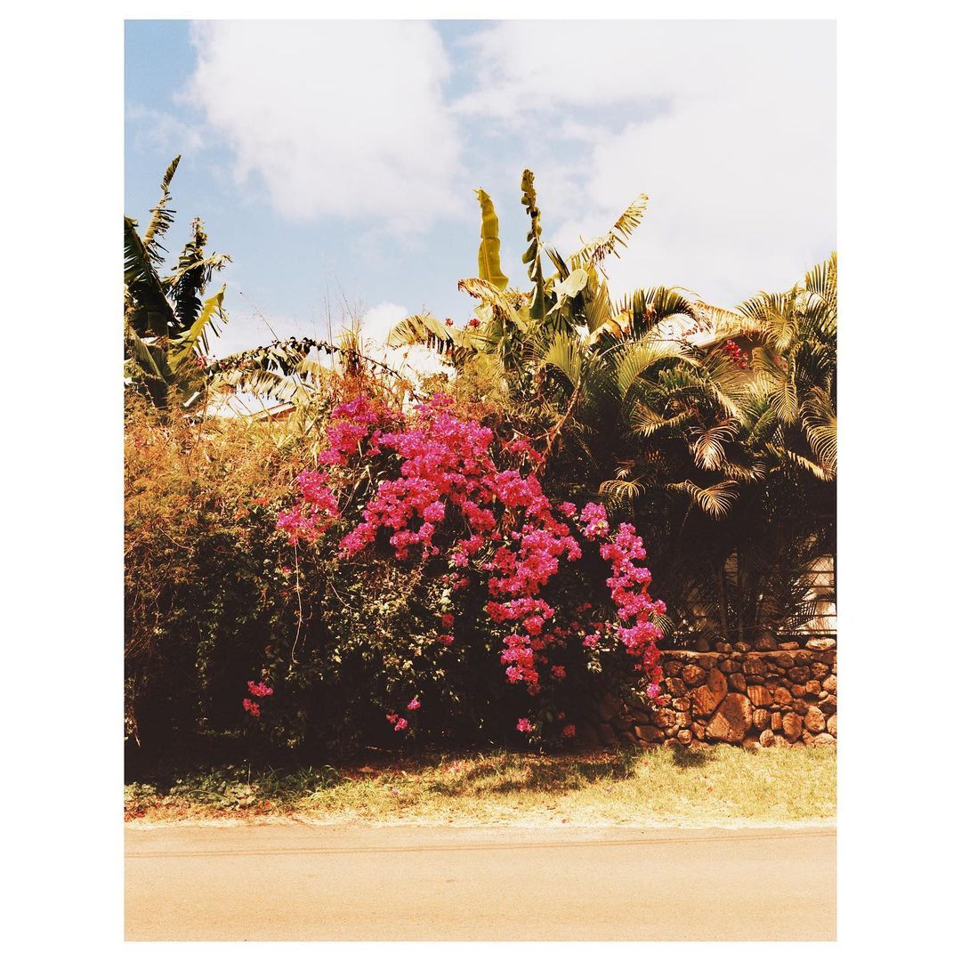 Outdoor scene with lush tropical plants, including a pink bougainvillea bush, palm trees, and banana plants under a partly cloudy sky.