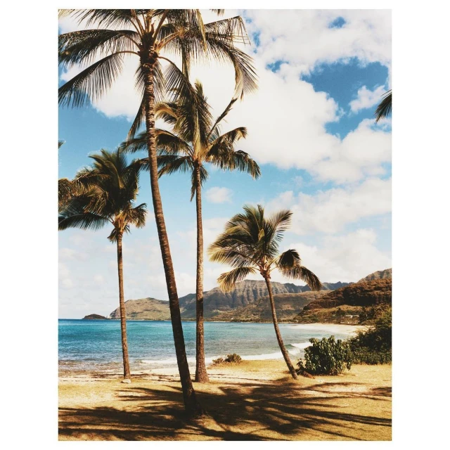 Beach scene featuring several tall palm trees and a turquoise ocean under a partly cloudy sky, evoking a tropical, vacation mood.