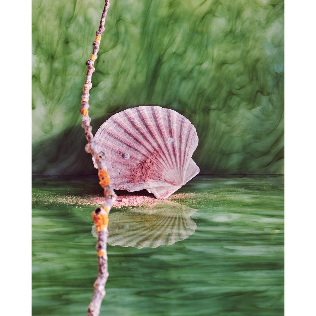 Scallop shell with pink hues on a reflective surface, next to a branch, set against a green marbled backdrop, studio lighting.
