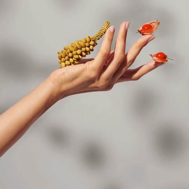 Hand holding yellow flower cone and two bladder cherry fruit against gray background in studio lighting showcases product beauty.
