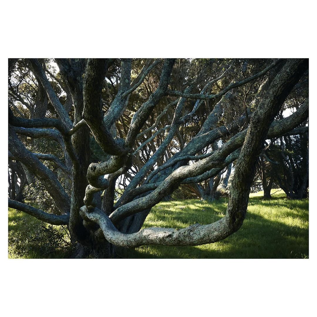 Interwoven tree branches in a forest setting, illuminated by natural light creating a serene woodland landscape with lush green ground cover.
