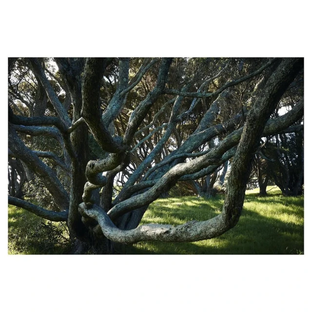 Interwoven tree branches in a forest setting, illuminated by natural light creating a serene woodland landscape with lush green ground cover.