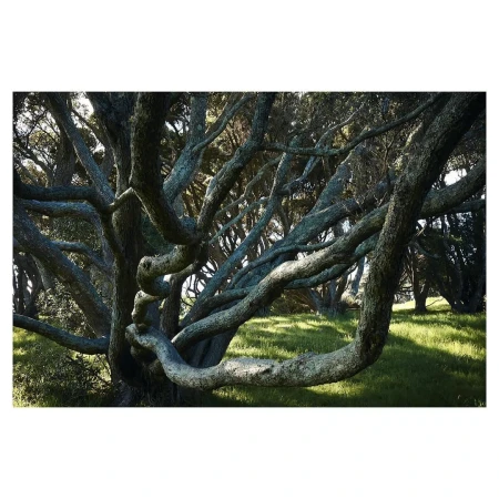 Interwoven tree branches in a forest setting, illuminated by natural light creating a serene woodland landscape with lush green ground cover.