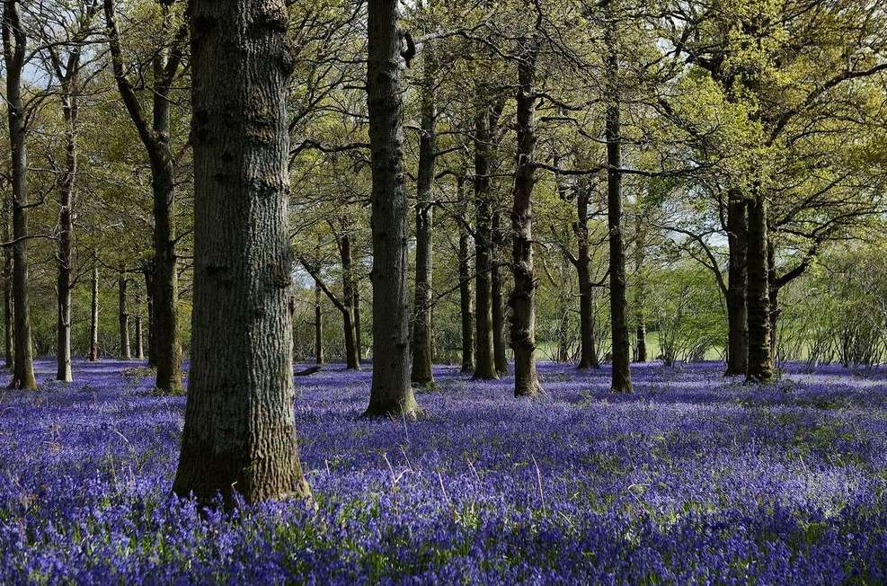 Forest floor covered in purple flowers with tall trees in the background, creating a natural, enchanting woodland scene.