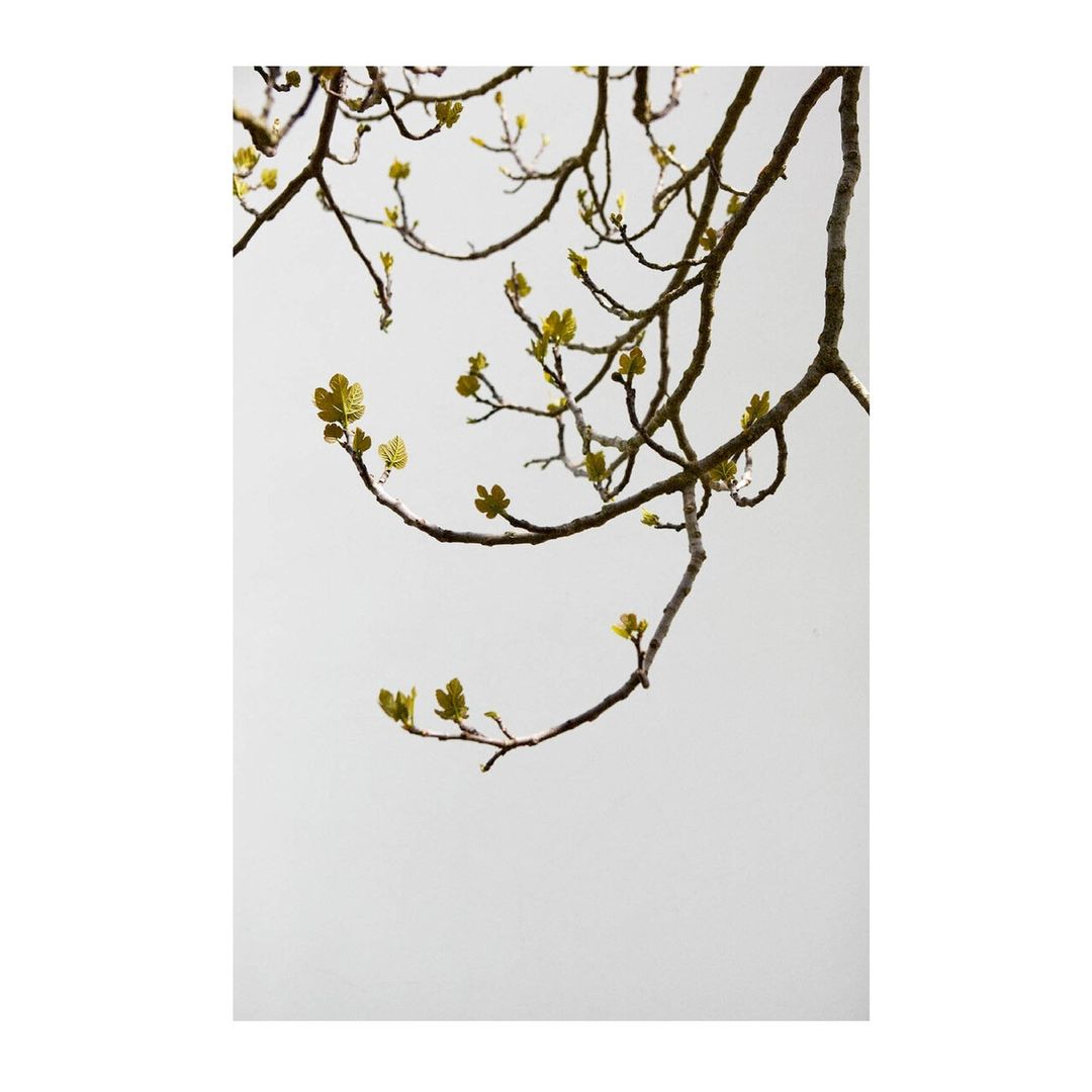 Branches with budding green leaves fill the frame against a clean white background, creating a minimalist nature study.