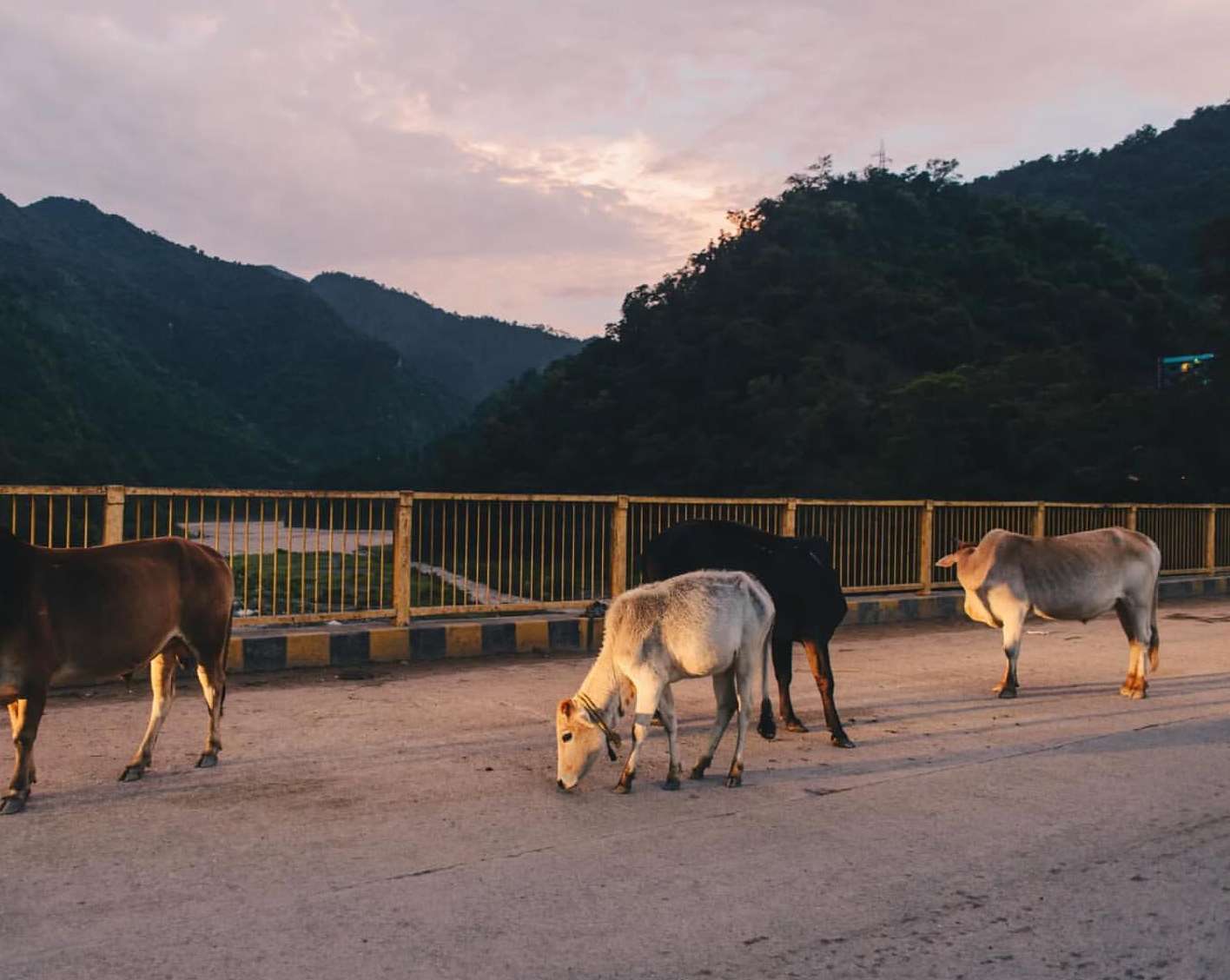 Cattle herd crossing road in a rural, mountain landscape at dusk. The animals are in shadow against a backdrop of forested hills.