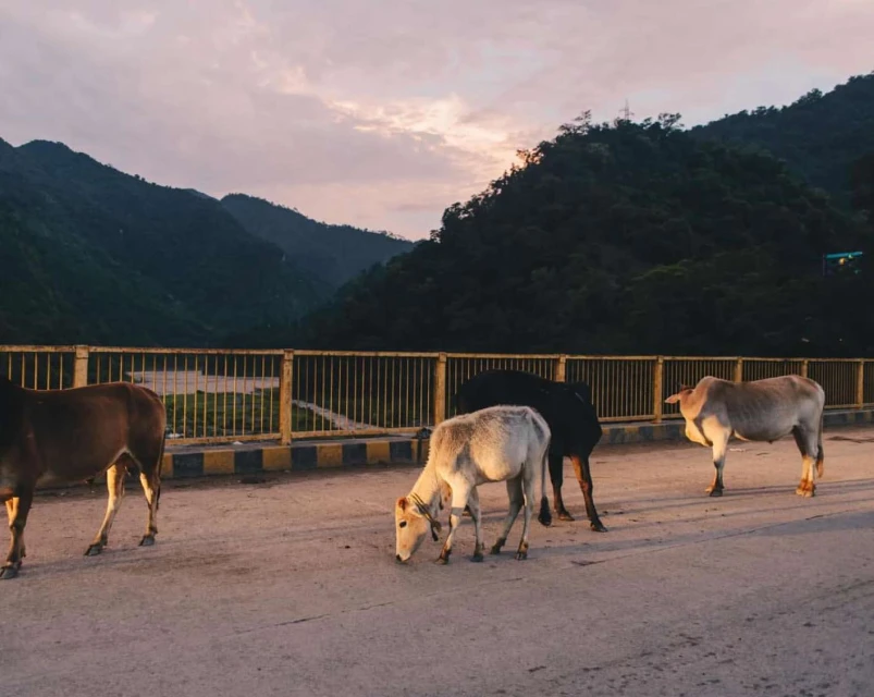 Cattle herd crossing road in a rural, mountain landscape at dusk. The animals are in shadow against a backdrop of forested hills.