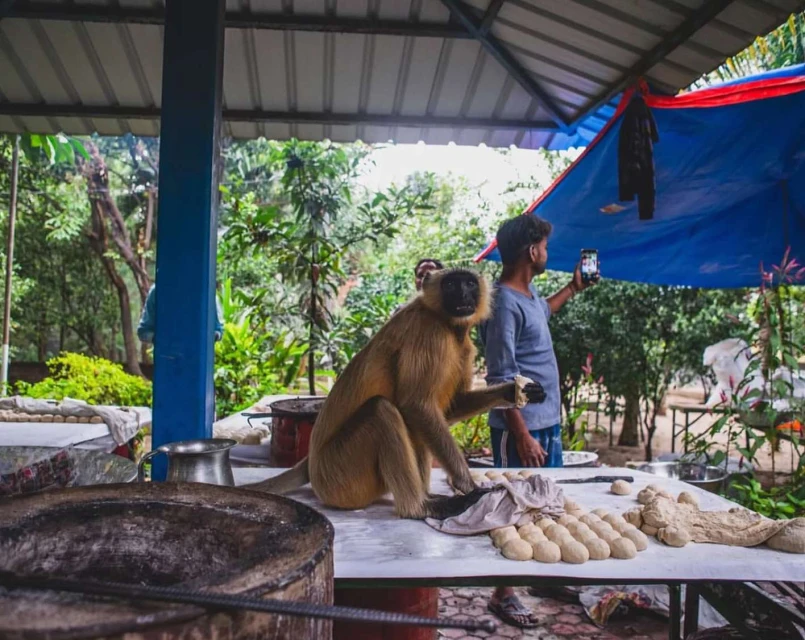 Monkey sits on a table with dough as a man takes a photo with his phone in an outdoor environment with green foliage.