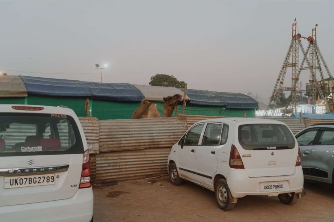 Two camels stand near a fence with white cars parked nearby, under a pale sky with a fair ride structure in the background.