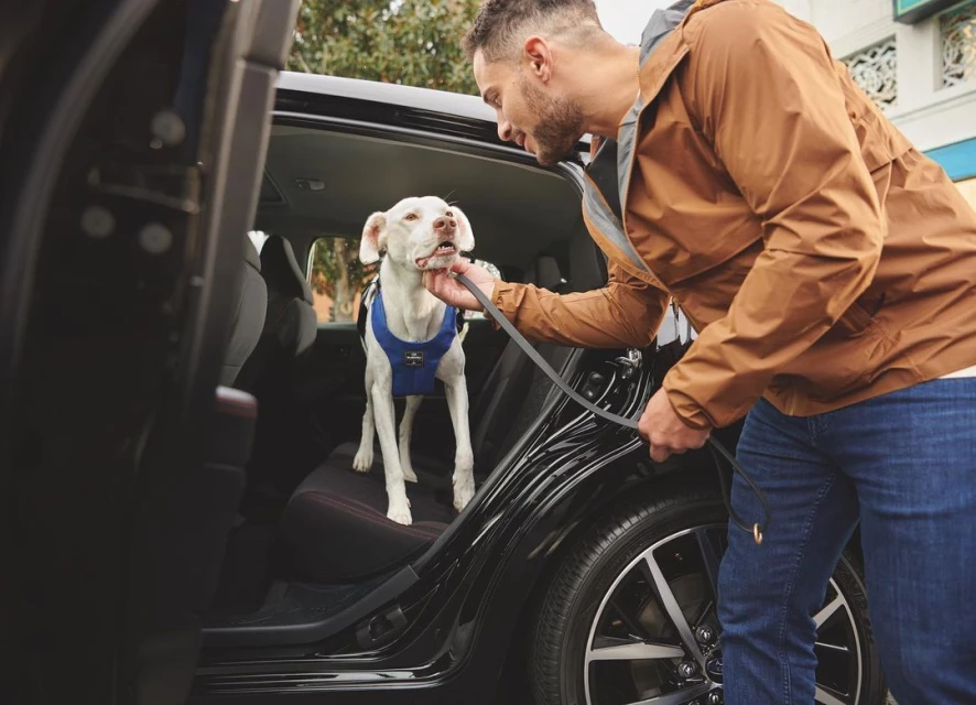 Man securing a white dog with a blue harness and leash in the back seat of a black car outdoors on a sunny day.