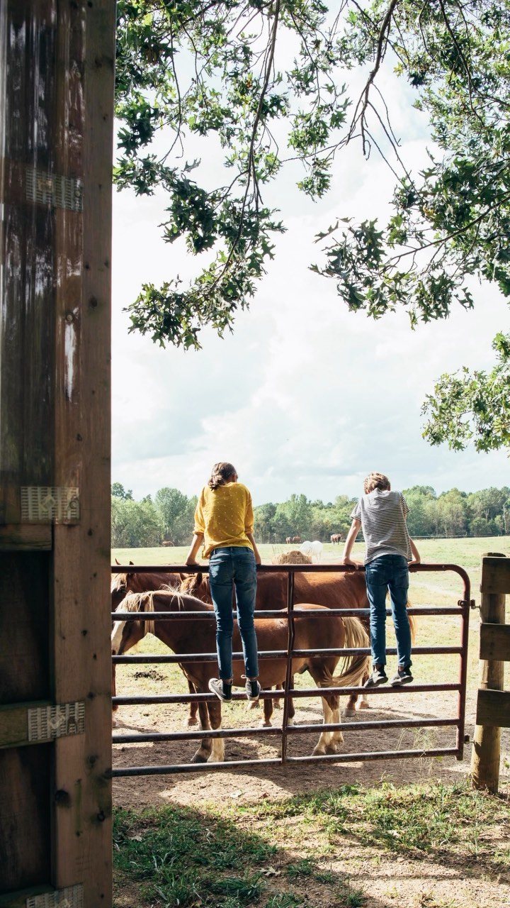 Two people sitting on a metal gate, observing horses in a field with trees and sky in the background on a sunny day.