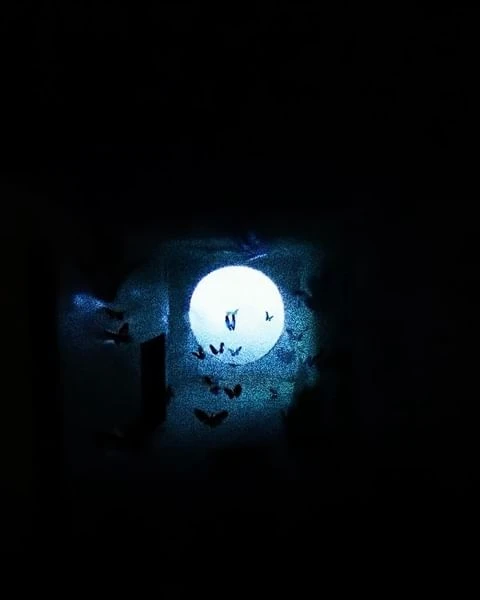 Full moon surrounded by silhouetted bats against a dark night sky, creating a spooky Halloween or nighttime nature scene.