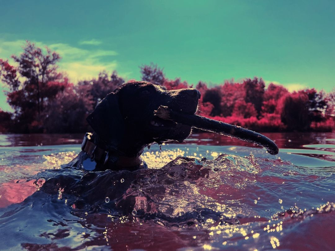Black Labrador dog partially submerged in water with a stick in its mouth, water splashing, and trees and sky in the background.