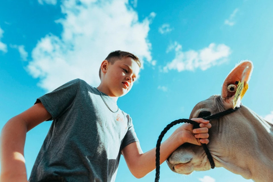 Low-angle shot of a young boy holding a calf's rope outdoors under a bright blue sky with scattered clouds on a sunny day.