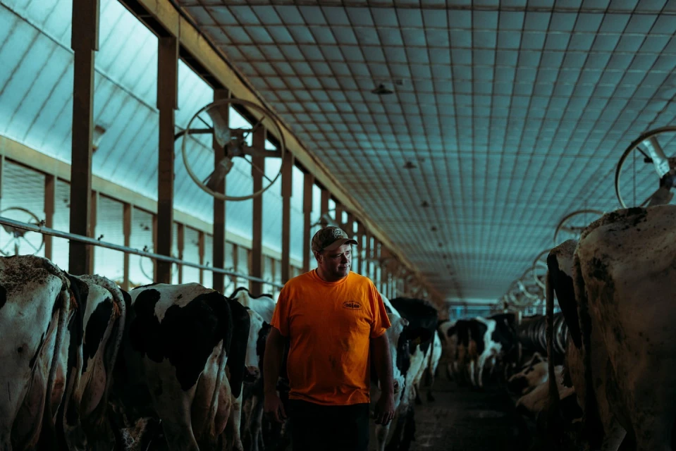 Adult male stands amongst a herd of black and white cows inside of a large barn with metal beams and fans hanging from the ceiling.