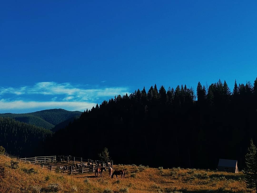Horses graze in a grassy field near a wooden fence under a clear blue sky, with a backdrop of dark green forested hills.