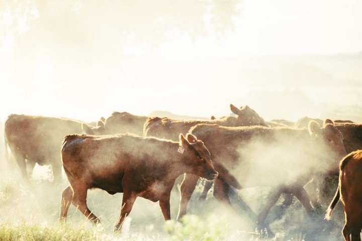 Cattle herd moving through a pasture with backlit sunlight creating dust cloud, adding depth and highlighting the animals.
