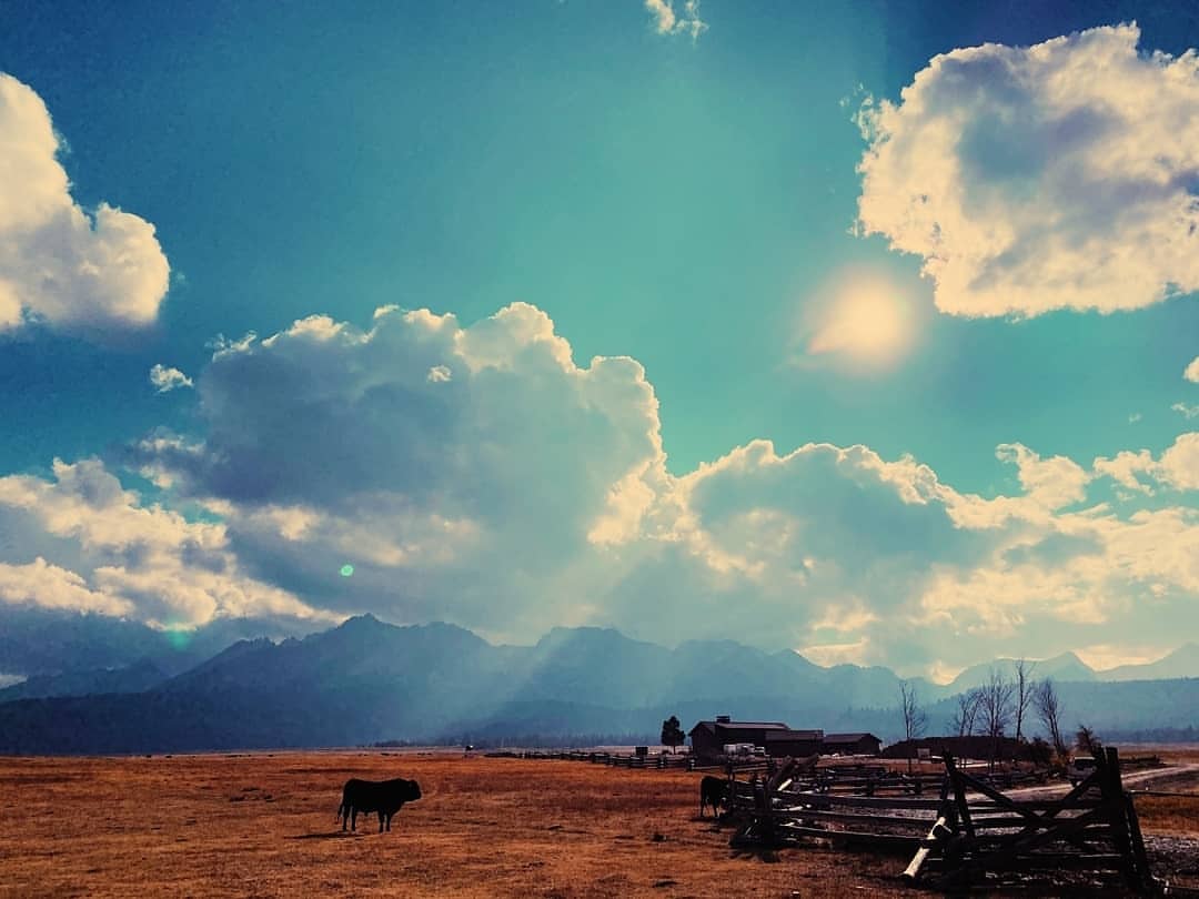 Landscape featuring a herd of cattle grazing in a field with a backdrop of mountains, a partly cloudy sky, and a wooden fence.