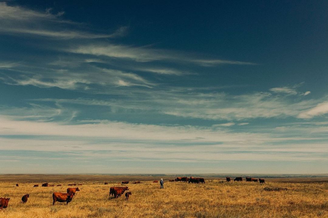 A herd of brown cows grazes in a vast, dry field under a blue sky with wispy clouds, with a single person visible in the distance.