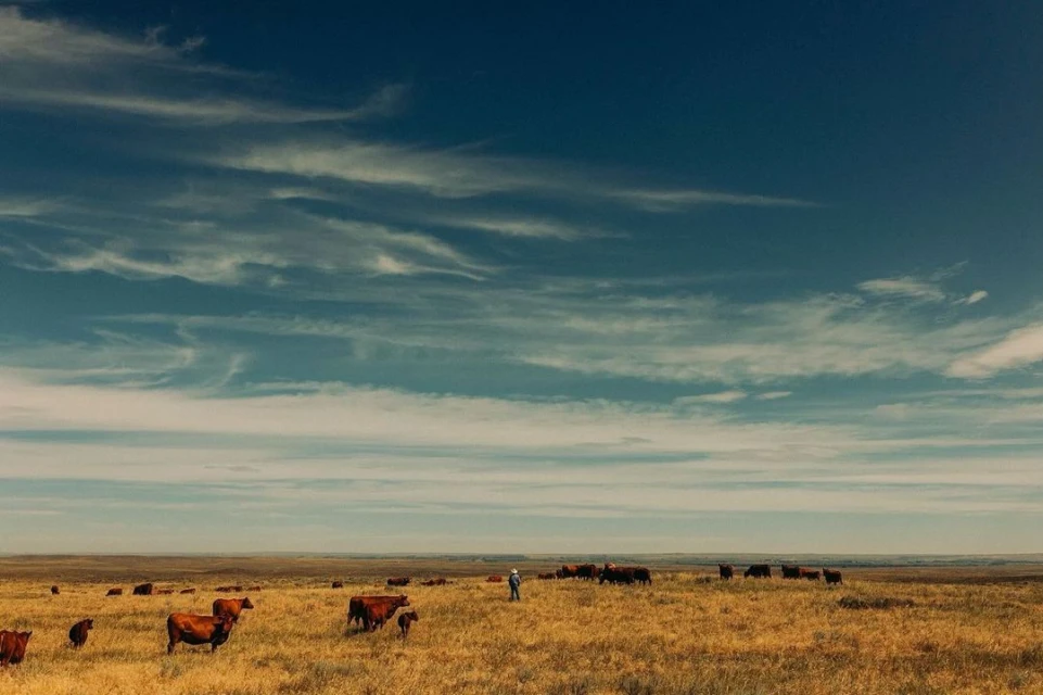 A herd of brown cows grazes in a vast, dry field under a blue sky with wispy clouds, with a single person visible in the distance.