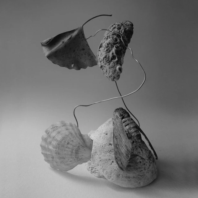 Monochrome still life featuring a leaf, shell, and stones arranged on a neutral background, showcasing textures and natural forms.