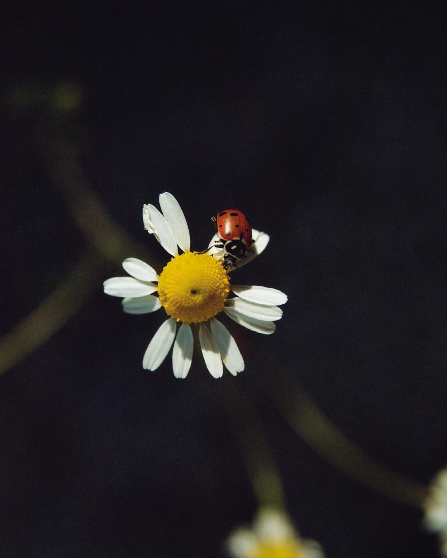 Close-up of a ladybug resting on the petals of a white and yellow daisy against a dark background in a nature and wildlife composition.