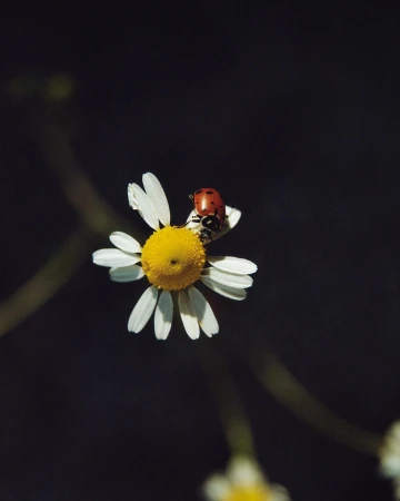 Close-up of a ladybug resting on the petals of a white and yellow daisy against a dark background in a nature and wildlife composition.