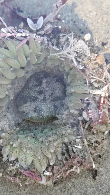 Sea anemone exposed in the sand at low tide, surrounded by seaweed and sand particles, in a close-up, natural light shot.