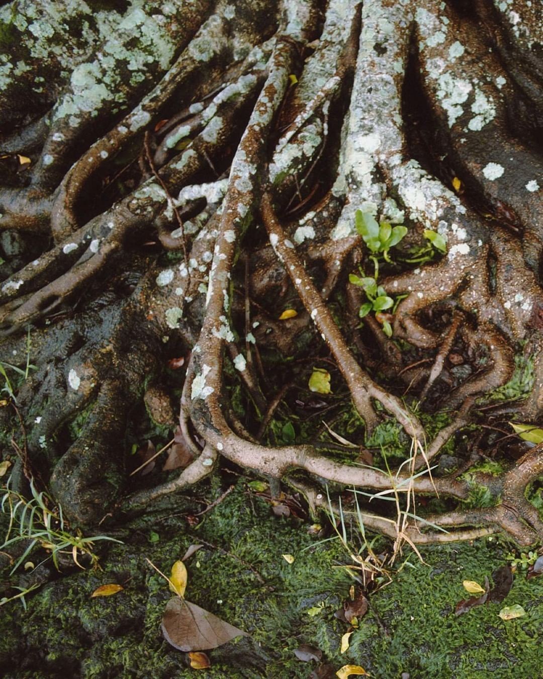 Close-up of tree roots, with visible lichen, small leaves, and green moss on the ground. Natural light illuminates the textures.