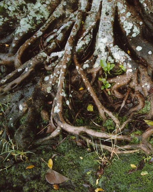 Close-up of tree roots, with visible lichen, small leaves, and green moss on the ground. Natural light illuminates the textures.
