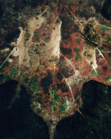 Detailed close-up of a vibrant autumn leaf showing intricate patterns of green, red, and brown, with visible signs of decomposition.