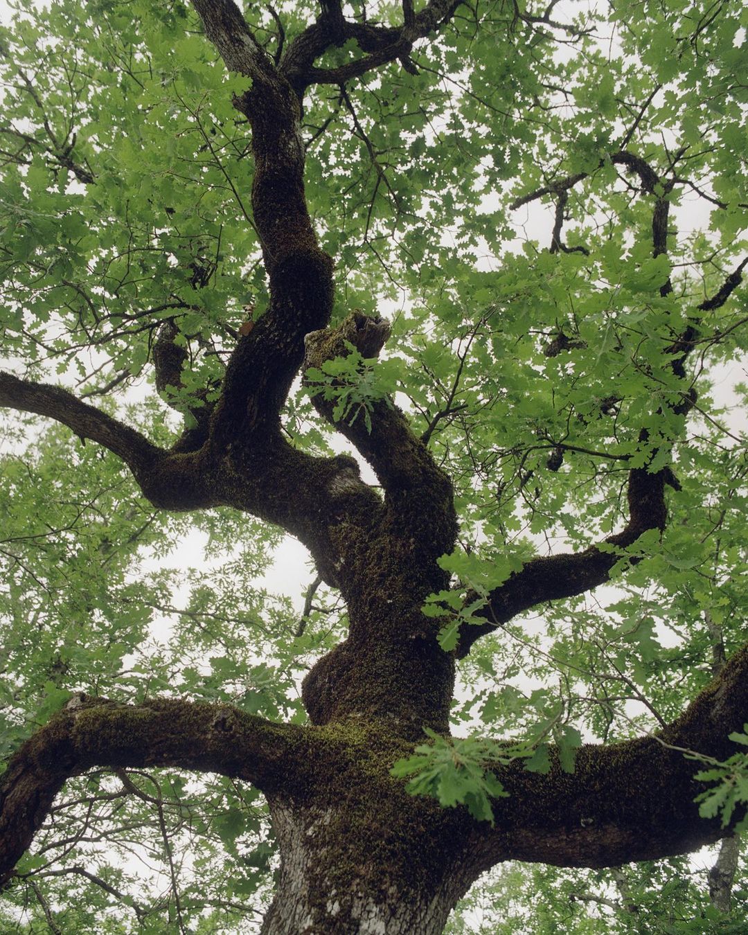 Close-up low-angle view of a large tree with green leaves against an overcast sky, emphasizing its size and detailed trunk.