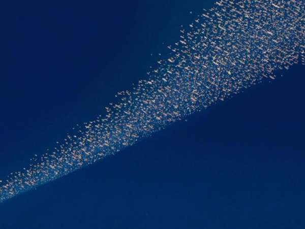 An abstract aerial shot of a flock of birds flying in formation against a deep blue sky, creating a textured visual.