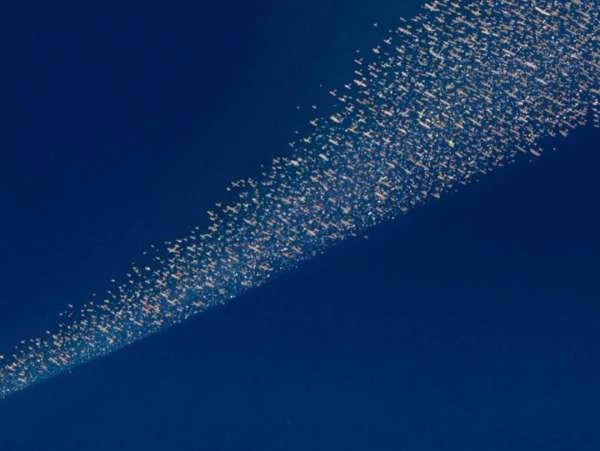 An abstract aerial shot of a flock of birds flying in formation against a deep blue sky, creating a textured visual.
