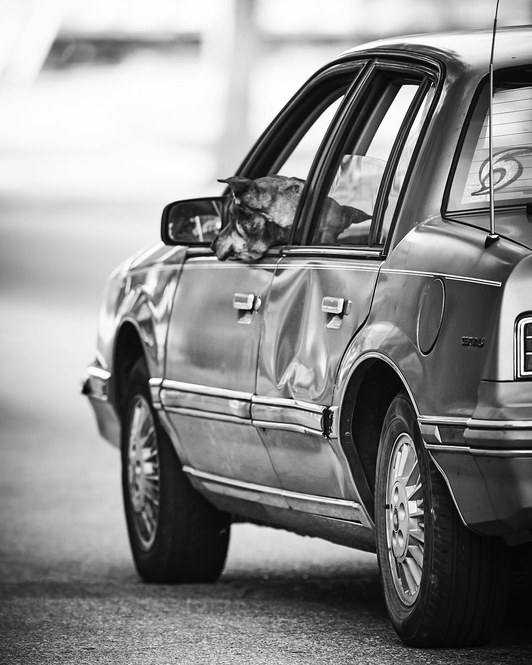 A dog sits inside an old car with a dented door, resting its head on the doorframe, captured in a black and white, eye-level shot.