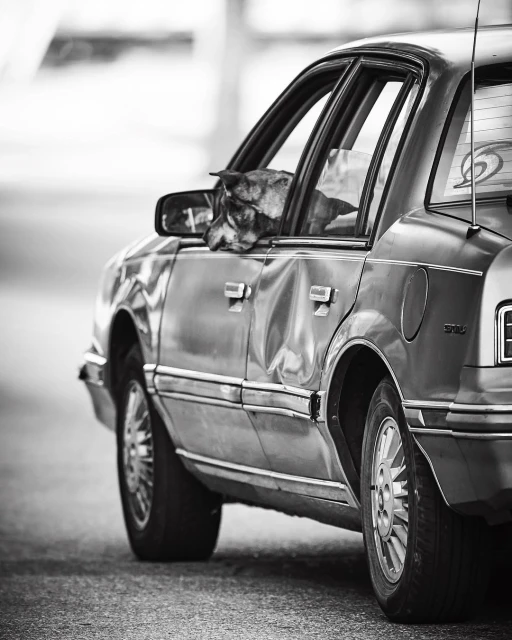 A dog sits inside an old car with a dented door, resting its head on the doorframe, captured in a black and white, eye-level shot.