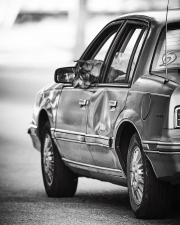 A dog sits inside an old car with a dented door, resting its head on the doorframe, captured in a black and white, eye-level shot.