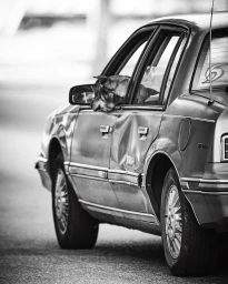 A dog looking out the open window of a parked car captured in a black and white photograph by Todd Norwood.