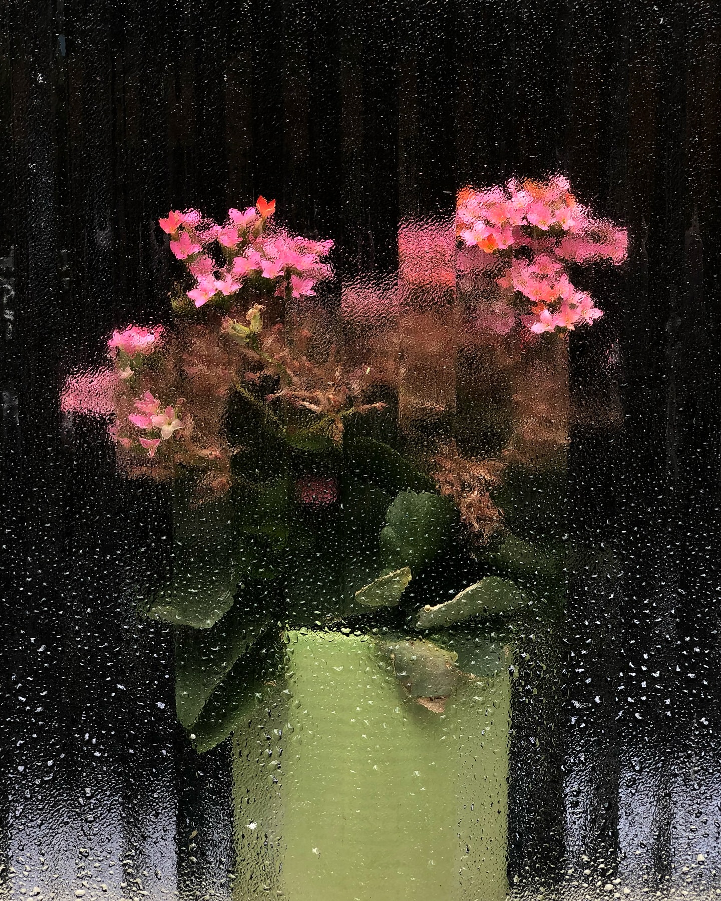 Pink kalanchoe flowers in a green pot seen through a rain-streaked window against a dark background, creating a blurred effect.
