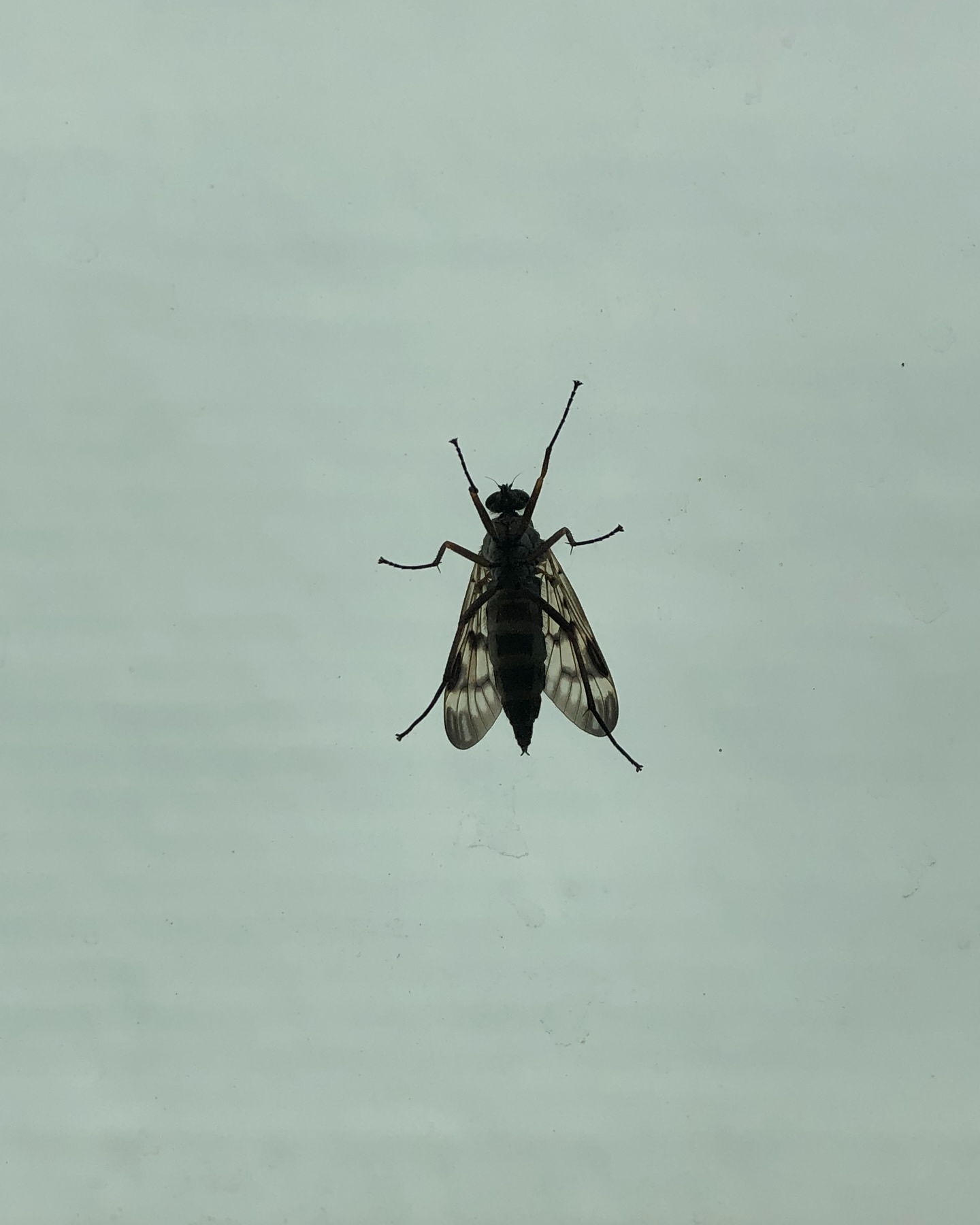 Close-up of a dark-colored crane fly with patterned wings against a light background, showcasing its intricate features.
