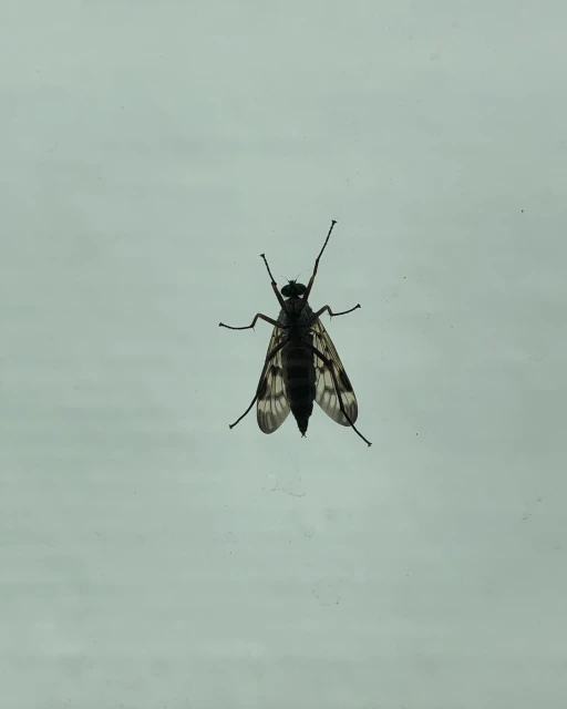 Close-up of a dark-colored crane fly with patterned wings against a light background, showcasing its intricate features.
