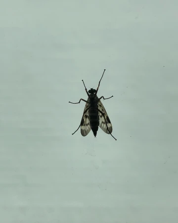 Close-up of a dark-colored crane fly with patterned wings against a light background, showcasing its intricate features.