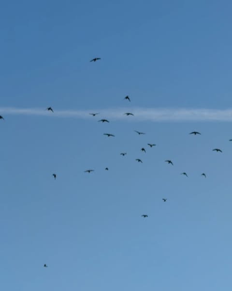 Flock of birds silhouetted against a clear blue sky with a thin contrail, creating a sense of freedom and wide open space.