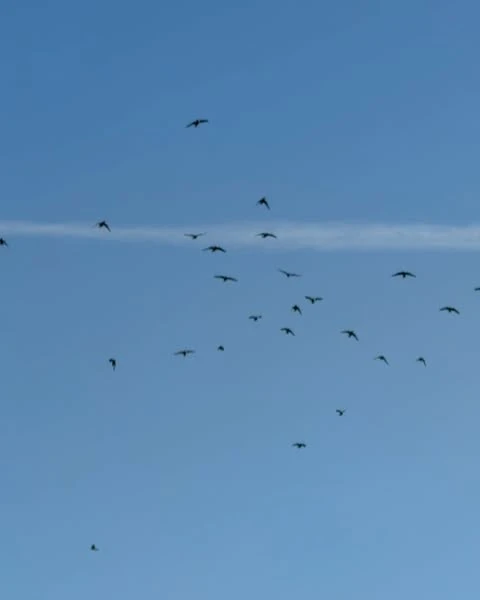 Flock of birds silhouetted against a clear blue sky with a thin contrail, creating a sense of freedom and wide open space.