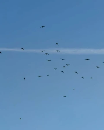 Flock of birds silhouetted against a clear blue sky with a thin contrail, creating a sense of freedom and wide open space.
