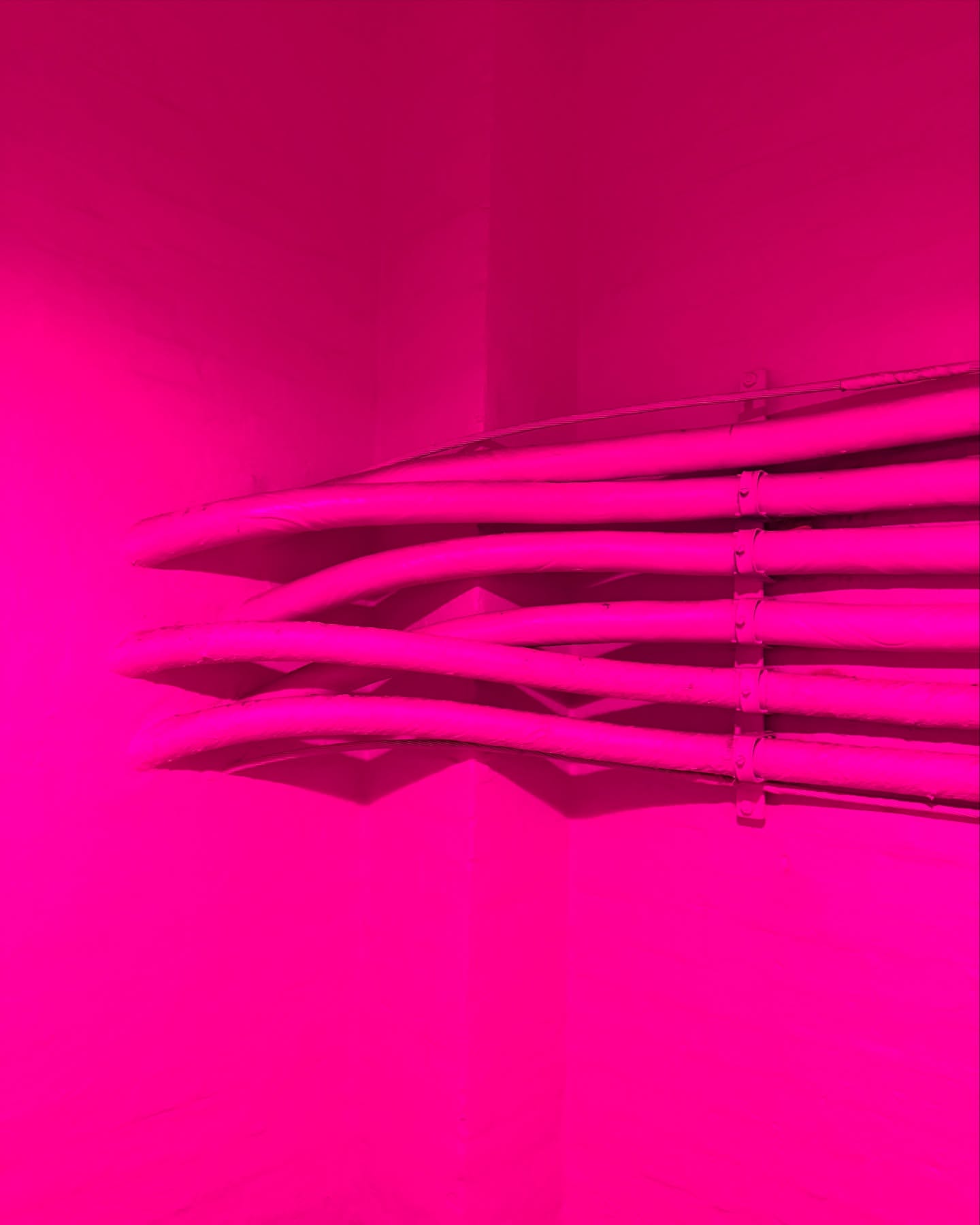 Close-up shot of multiple pink cables in a high-tech environment, highlighting connectivity and modern infrastructure in monochromatic pink hues.