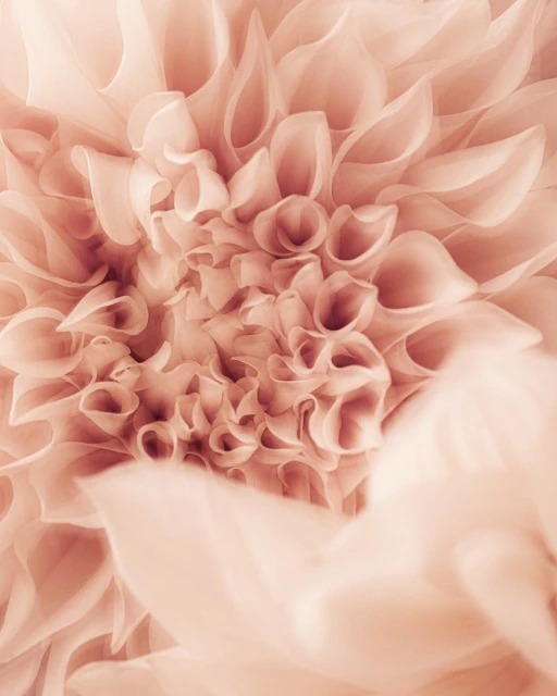 Close-up photo of a dahlia flower with layered petals and soft, diffused lighting creating depth and texture. Monochromatic salmon color scheme.